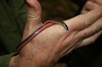 Red Bellied Grass Snake