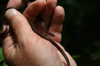 Red Bellied Grass Snake