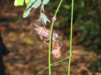 Satanic Leaf Tailed Gecko
