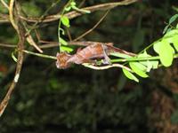 Satanic Leaf Tailed Gecko