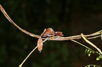Satanic Leaf Tailed Gecko