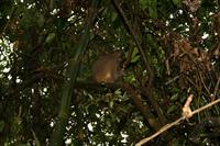 Greater Bamboo Lemur