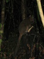 Greater Bamboo Lemur