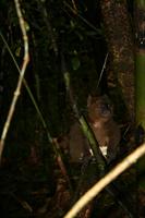 Greater Bamboo Lemur