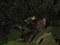 White Lipped Tree Frog