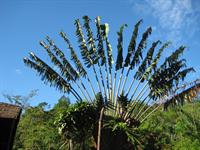Ravinala palm