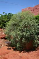 The Avoha Plant - used to make paper