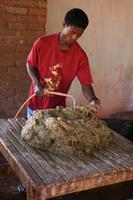 After boiling the bark is rinsed