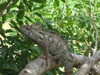 Oustalet's Chameleon (male)