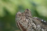Oustalet's Chameleon (male)