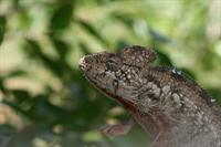 Oustalet's Chameleon (male)