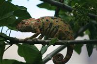 Oustalet's Chameleon (female)