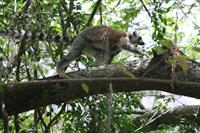 Ring Tailed Lemur