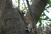 Ring Tailed Lemur