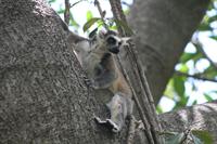 Ring Tailed Lemur