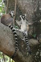 Ring Tailed Lemur