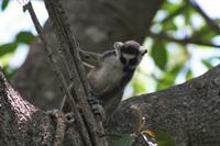 Ring Tailed Lemur