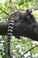 Ring Tailed Lemur