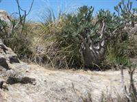 Elephant's foot plant