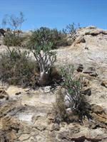 Elephant's foot plant