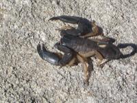 A scorpion found in the bathtub in one of the rooms