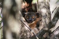 Hubbard's Sportive Lemur