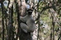 Verreaux's Sifaka