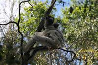 Verreaux's Sifaka with baby