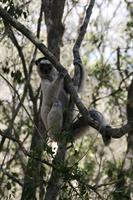 Verreaux's Sifaka