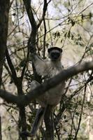 Verreaux's Sifaka