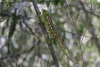 Oustalet's Chameleon