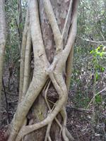 A tree and a Strangler vine having a fight