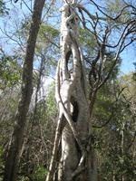 A strangler vine that has one the fight