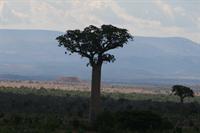 A baobab tree