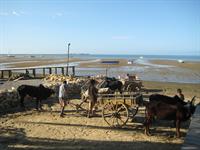 Zebu carts waiting to take us to the boat