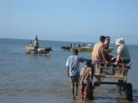Zebu carts taking us to the boat