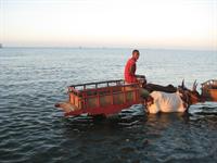 Zebu carts waiting to take us to the shore