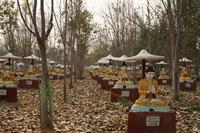 Some of the thousands of Buddhas