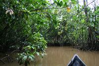 A trip by dugout canoe into the mangrove swamps.