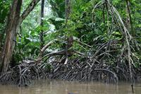 Mangrove roots