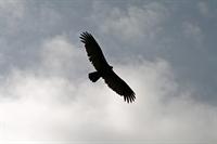 A vulture circles above