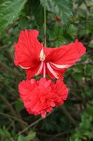 Hibiscus sp.