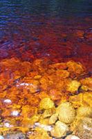 Tannin from the soil colours the river
