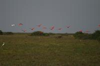 Scarlet Ibis