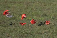 Scarlet Ibis