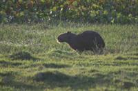 Capybara