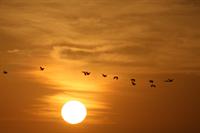 Sunset fly-past