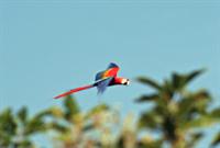 Macaw