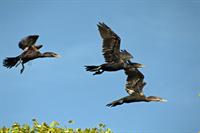 Cormorants