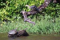 Sunbathing turtle and friend